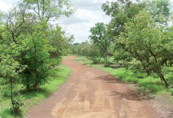 Sénégal - Dégradation de l’environnement dans le département de Vélingara 127791 ha de forêt perdus en 31 ans