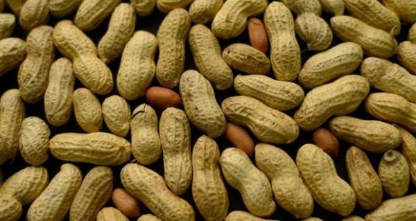 Fixation du prix du kilogramme d’arachide au producteur des paysans du Baol crachent sur les 210 fcfa proposés