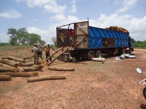 Trafic à outrance du bois en Casamance la levée du moratoire ouvre le boulevard aux délinquants