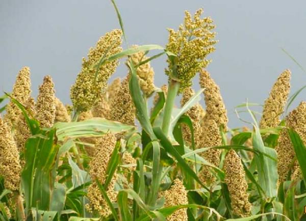 Agriculture résiliente et attractivité des investissements deux projets de 67 milliards de la BAD actés Agriculture résiliente et attractivité des investissements deux projets de 67 milliards de la BAD actés