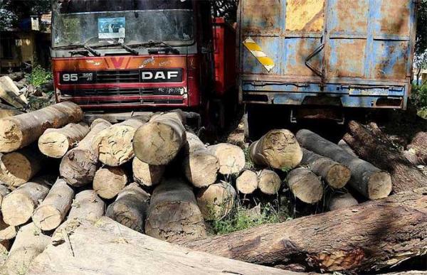 SÉDHIOU - levée du moratoire en Gambie et recrudescence du trafic de bois des billons de bois, des charrettes, des chevaux et ânes immobilisés