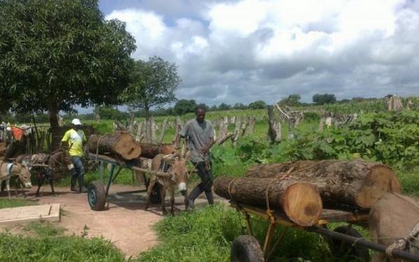 Croissance démographique, feux de brousse, changements climatiques, coupes de bois, «reclassification» des forêts… le Sénégal, à l’épreuve de la déforestation