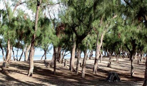 Sénégal - Déclassement de forêts par les chefs d’état sénégalais les massifs forestiers en danger