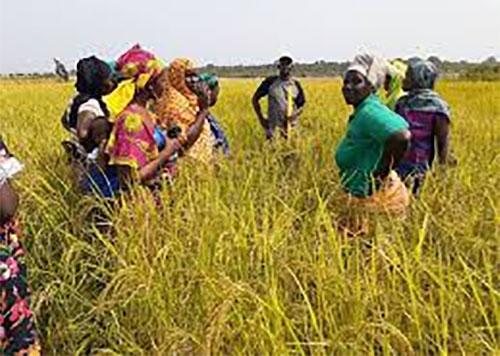 Détérioration de la sécurité alimentaire la covid-19 vulnérabilise les productrices de riz des régions de Kolda et Sédhiou