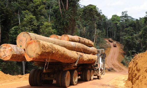 Sedhiou- l’épicentre du trafic de bois se déplace vers Faoune et Wandifa les jeunes environnementalistes démantèlent une bande